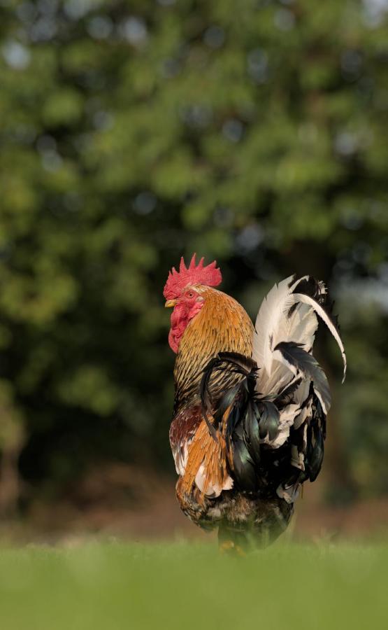 Friesenparadies Fri-Sudliches Friesland Bockhorn  Buitenkant foto